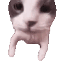 A gif of a cat with the background removed. The cat reaches up to the camera and puts it's nose against it, smooching the viewer.